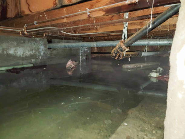 Best Local water damage restoration  in Marbury, AL
